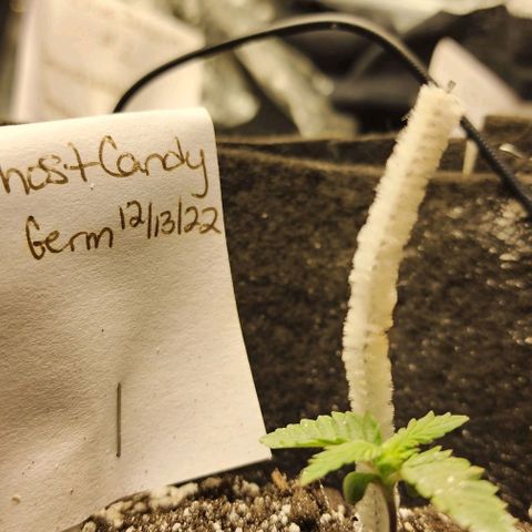 Purple Ghost Candy #2 growlog timeline photo