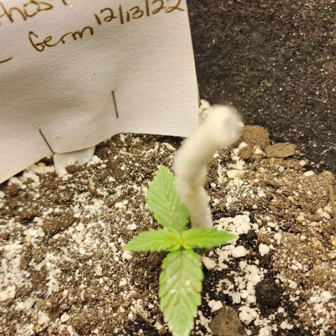 Purple Ghost Candy #2 growlog timeline photo