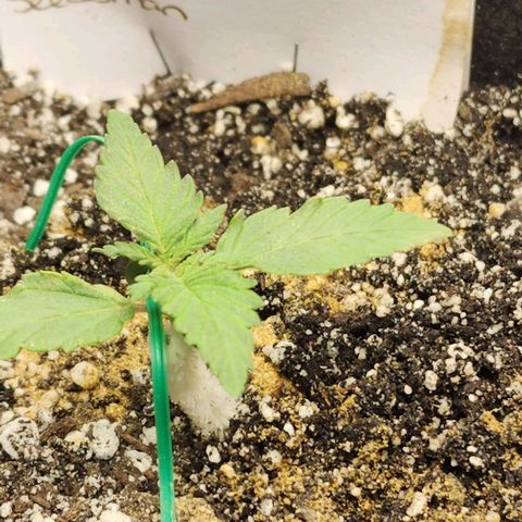 Blue Dream #1 growlog photo: 1 Tbs of Crab Shell Meal about 1 cup of water. Not pH'd
