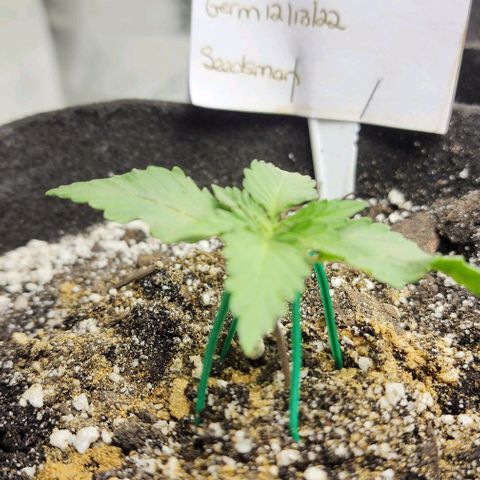 Blue Dream #2 growlog timeline photo