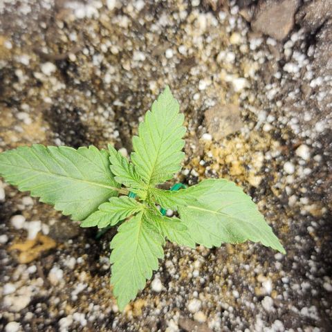 Blue Dream #2 growlog timeline photo