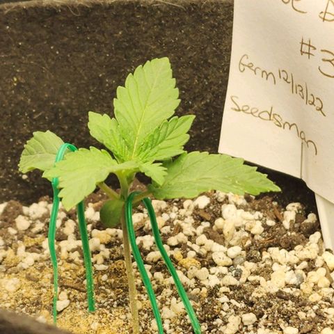 Blue Dream #3 growlog photo: That mark on leaf is confirmed water. This plant has been strong from the beginning.