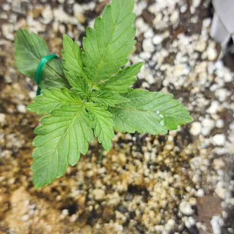 Blue Dream #3 growlog photo: That mark on leaf is confirmed water. This plant has been strong from the beginning.