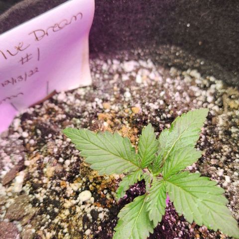 Blue Dream #1 growlog photo: Looking good. I twiddle them a couple time a few time per day.
