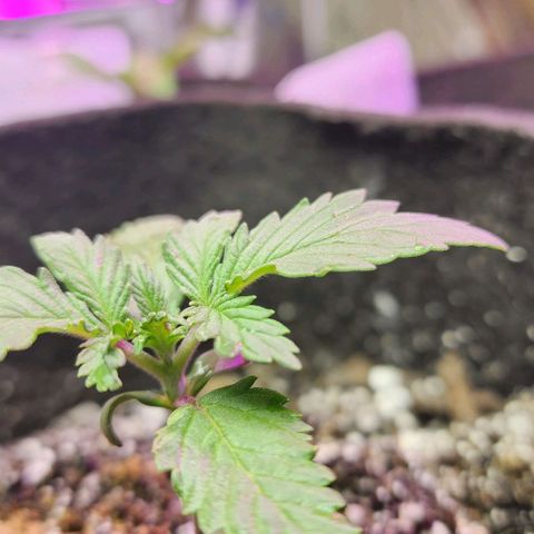 Blue Dream #1 growlog photo: Looking good. I twiddle them a couple time a few time per day.