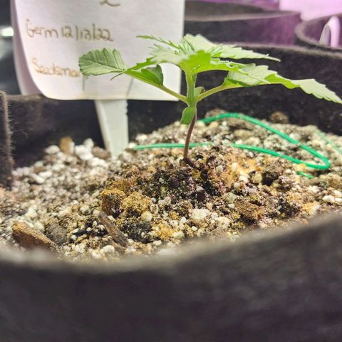 Blue Dream #2 growlog photo: Wonder if this one will be bushy.