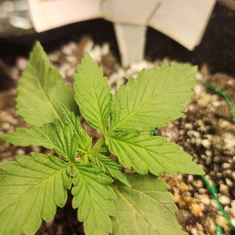 Blue Dream #2 growlog photo: Wonder if this one will be bushy.