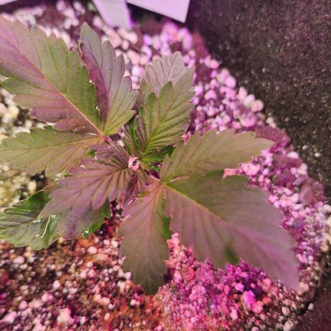 Blue Dream #3 growlog timeline photo