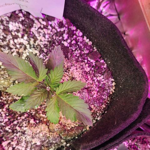 Blue Dream #3 growlog timeline photo
