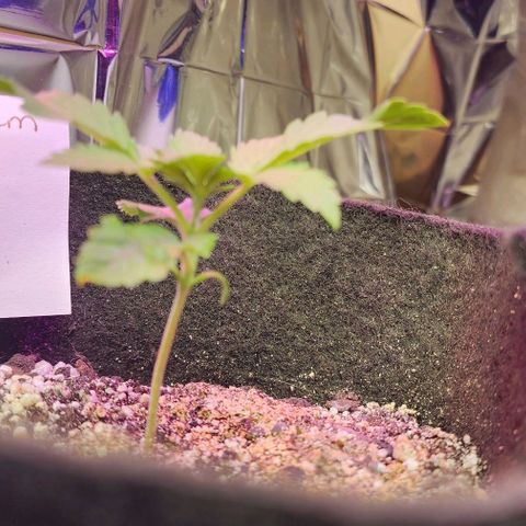Blue Dream #3 growlog timeline photo