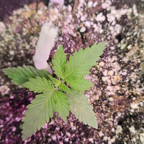 Purple Ghost Candy #2 growlog timeline photo