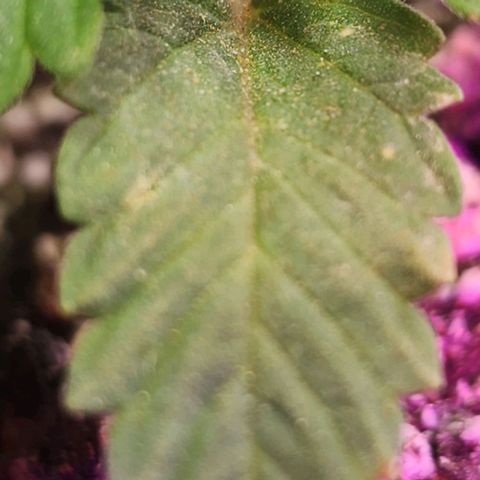 Purple Ghost Candy #2 growlog timeline photo