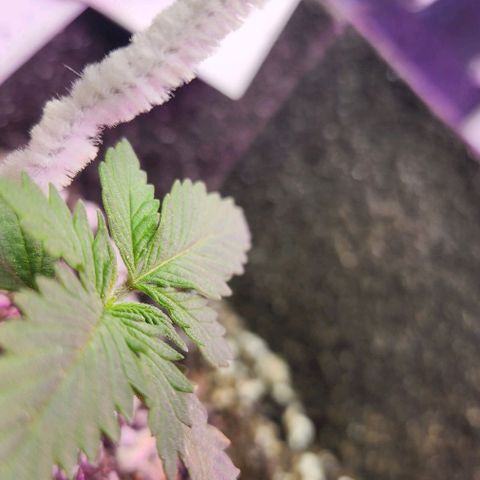 Purple Ghost Candy #2 growlog timeline photo