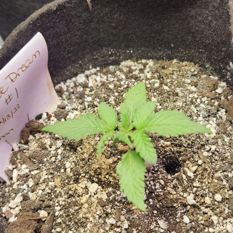 Blue Dream #1 growlog photo: Soil Moisture was green. Soil Nutrient green. Soil pH 7+. Waiting to feed as there is worm castings in soil. The plants are green and growing. Wish the temp wasn't swinging so much.