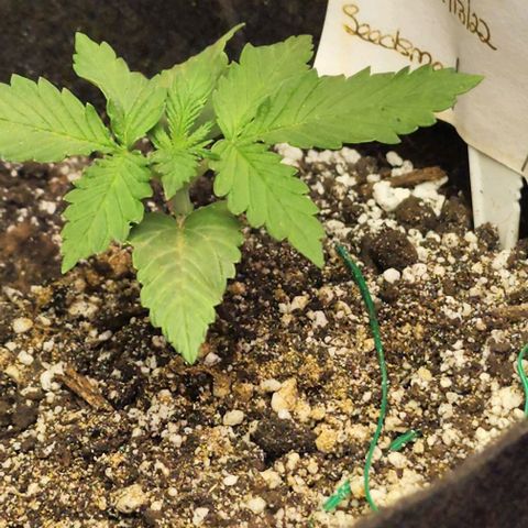 Blue Dream #2 growlog photo: Soil Moisture was green. Soil Nutrient green. Soil pH 7+. Waiting to feed as there is worm castings in soil. The plants are green and growing. Wish the temp wasn't swinging so much.