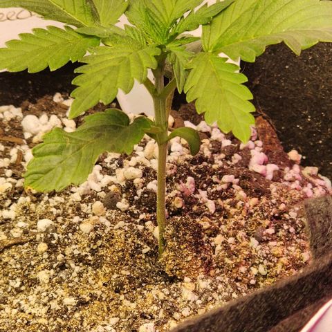 Blue Dream #3 growlog photo: My best plant. Soil Moisture was green. Soil Nutrient green. Soil pH 7+. Waiting to feed as there is worm castings in soil. The plants are green and growing. Wish the temp wasn't swinging so much.