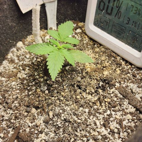 Purple Ghost Candy #2 growlog photo: My worst plant. Soil Moisture was green. Soil Nutrient green. Soil pH 7+. Waiting to feed as there is worm castings in soil. The plants are green and growing. Wish the temp wasn't swinging so much.