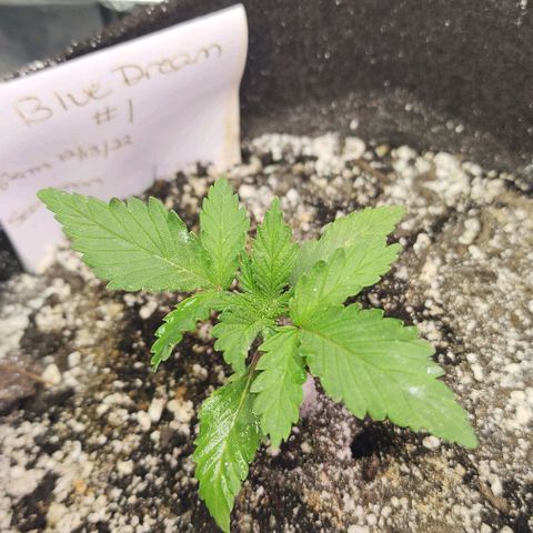 Blue Dream #1 growlog timeline photo