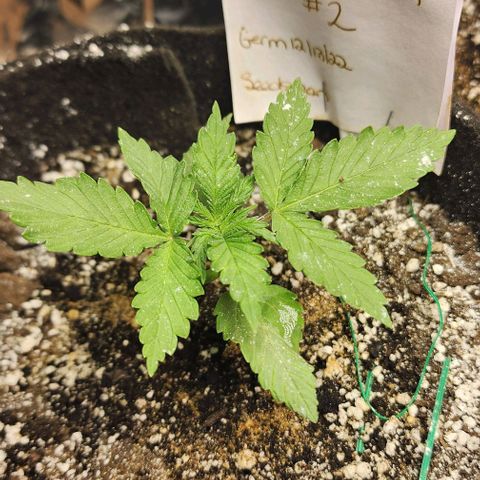 Blue Dream #2 growlog timeline photo