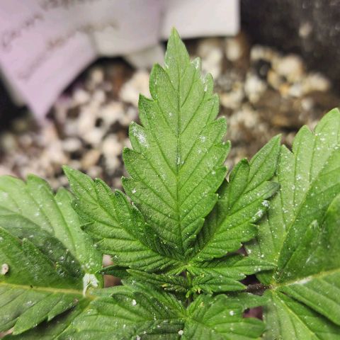 Blue Dream #3 growlog photo: White stuff is DE.