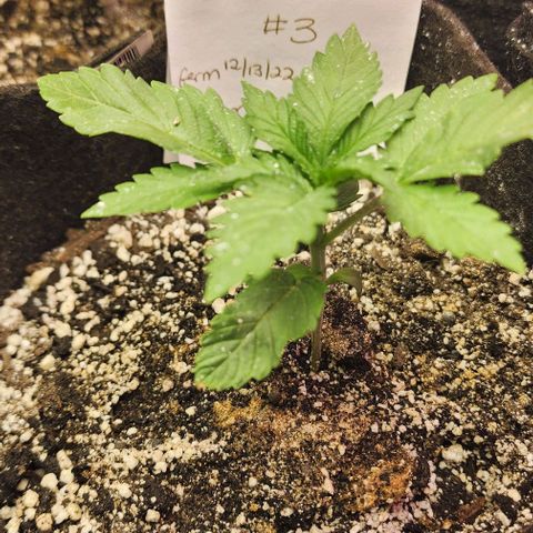 Blue Dream #3 growlog photo: White stuff is DE.