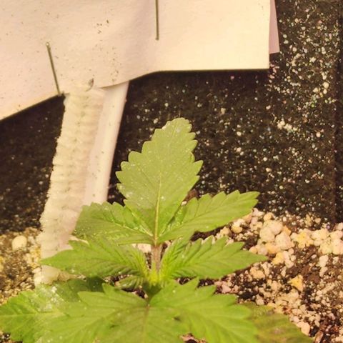 Purple Ghost Candy #2 growlog timeline photo
