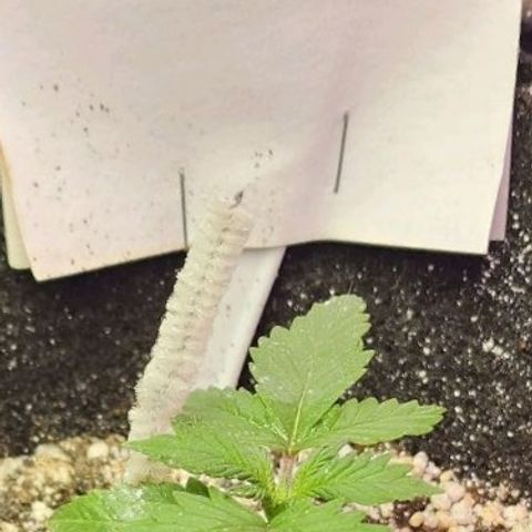 Purple Ghost Candy #2 growlog timeline photo