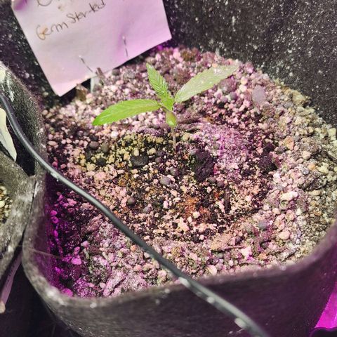 White Widow growlog photo: White stuff is DE.