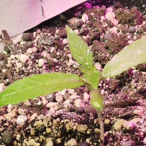 White Widow growlog photo: White stuff is DE.