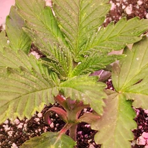 Blue Dream #1 growlog photo: I moved some more dirt up to the stem.  The soil is so dry, when I water it just runs off.  So I tried to put a furrow around the plant so water doesn't run to the sides of the pot. Need wetting agent.