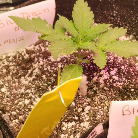 Blue Dream #1 growlog photo: I moved some more dirt up to the stem.  The soil is so dry, when I water it just runs off.  So I tried to put a furrow around the plant so water doesn't run to the sides of the pot. Need wetting agent.