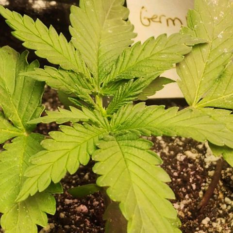 Blue Dream #2 growlog timeline photo