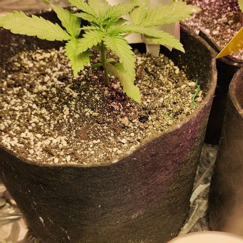 Blue Dream #2 growlog timeline photo