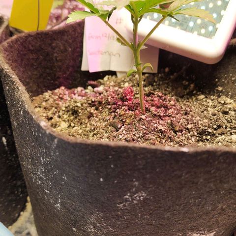 Blue Dream #3 growlog timeline photo