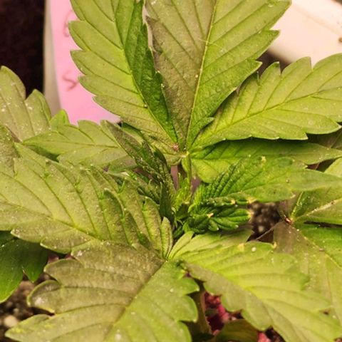 Blue Dream #3 growlog timeline photo