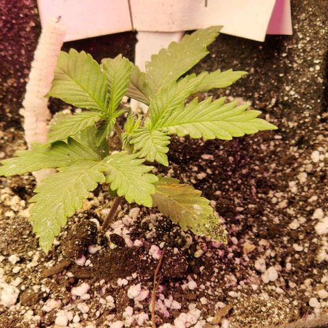 Purple Ghost Candy #2 growlog timeline photo