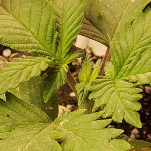 Purple Ghost Candy #2 growlog timeline photo