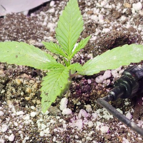 White Widow growlog timeline photo