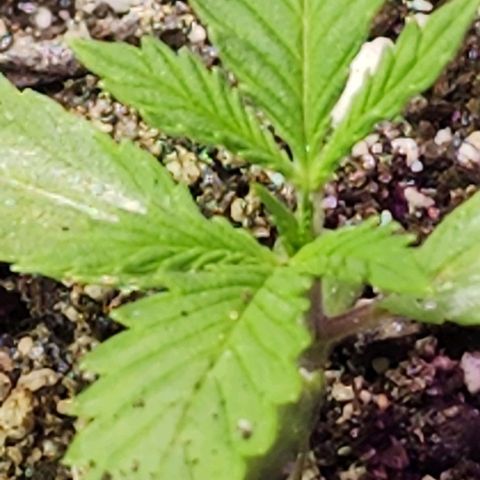White Widow growlog timeline photo