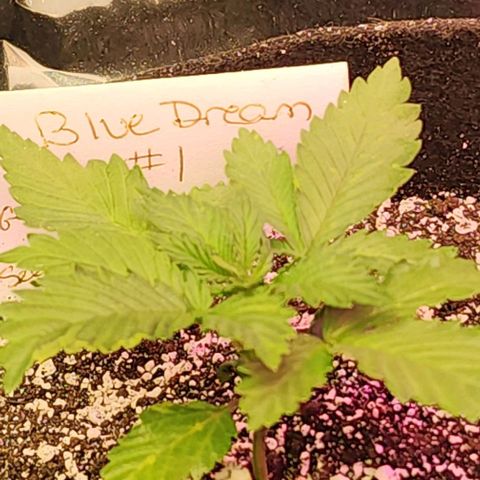 Blue Dream #1 growlog timeline photo