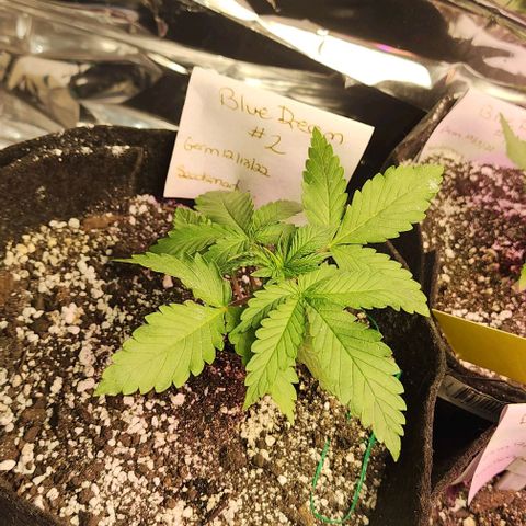 Blue Dream #2 growlog timeline photo