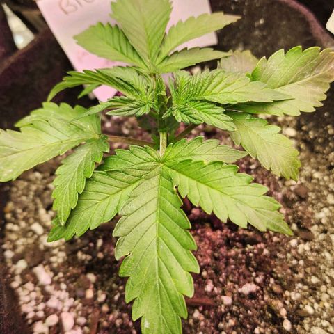 Blue Dream #3 growlog timeline photo