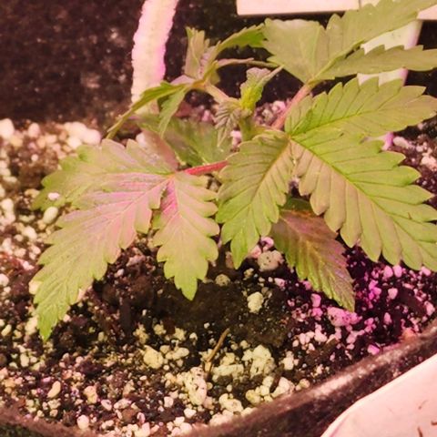 Purple Ghost Candy #2 growlog timeline photo