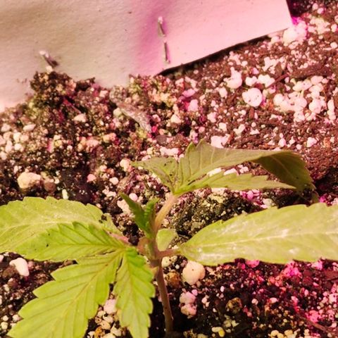 White Widow growlog timeline photo