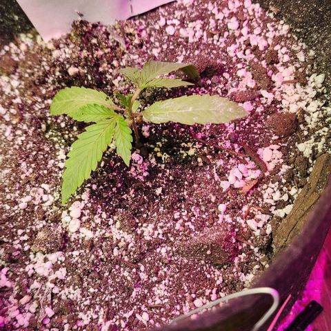 White Widow growlog timeline photo