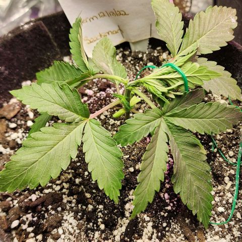 Blue Dream #2 growlog photo: Track the suckers