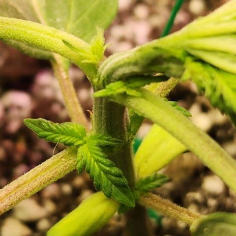Blue Dream #2 growlog photo: Track the suckers