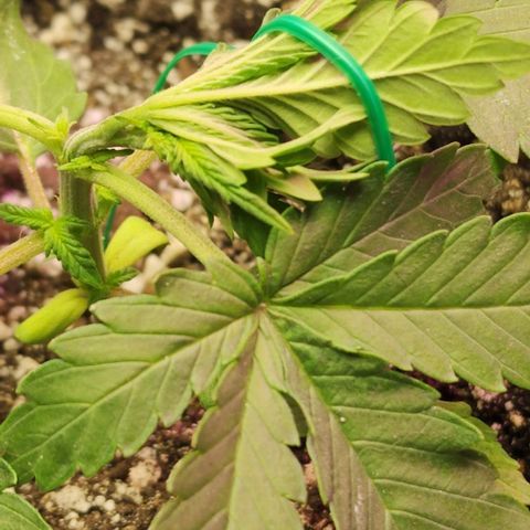 Blue Dream #2 growlog photo: Track the suckers