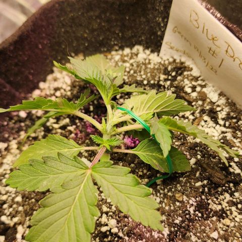 Blue Dream #1 growlog timeline photo