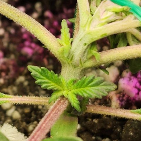 Blue Dream #1 growlog timeline photo
